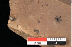 Foto (Detailansicht) von Asterocalyx styriacus Ettingshausen (NHMW-GEO-2024-0188-0418)